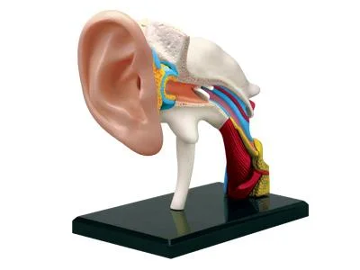 4D Human Anatomy Ear Model