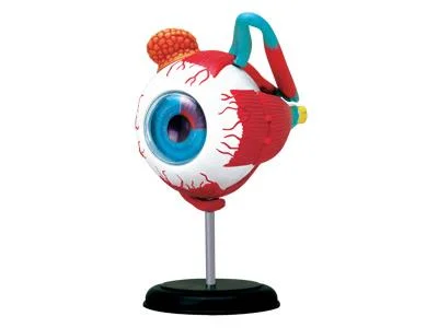 4D Human Anatomy Eyeball Model