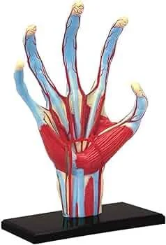 4D Human Anatomy Model Hand