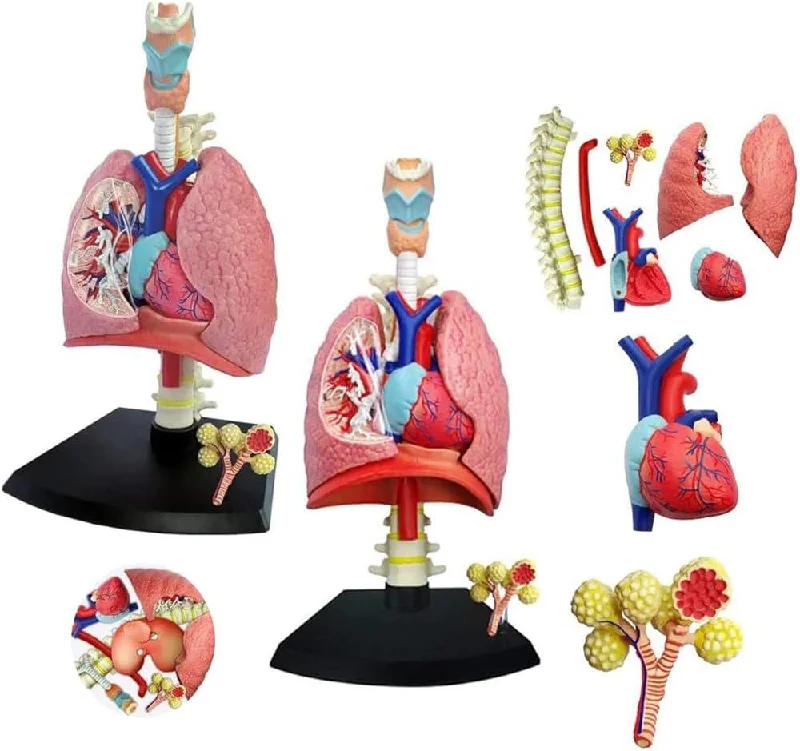 4D Human Anatomy Model Respiratory System