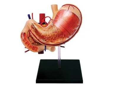 4D Human Anatomy Stomach & Other Organs Model