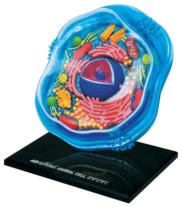 4D Anatomy Animal Cell Model