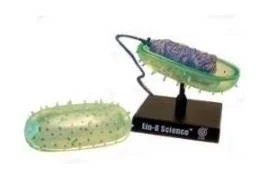 Bio Signs Bacteria Model