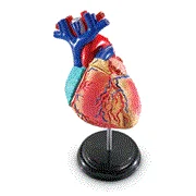 Human Anatomy Model Heart