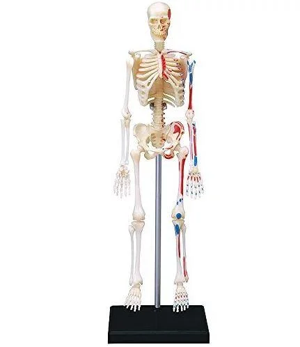 Human Anatomy Model Skeleton