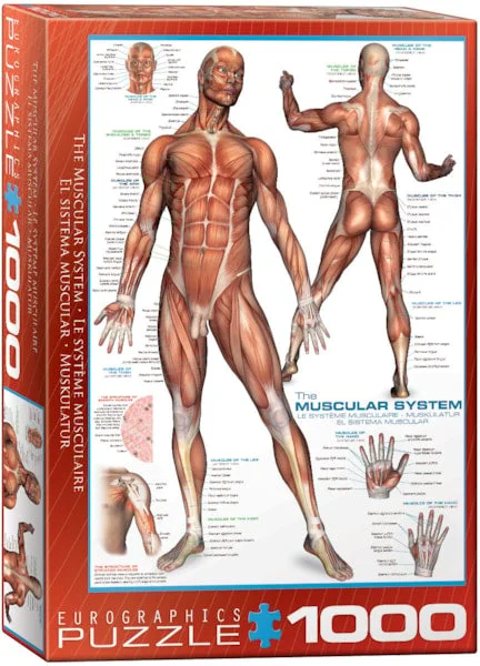 The Muscular System 1000pc - EuroGraphics Puzzle